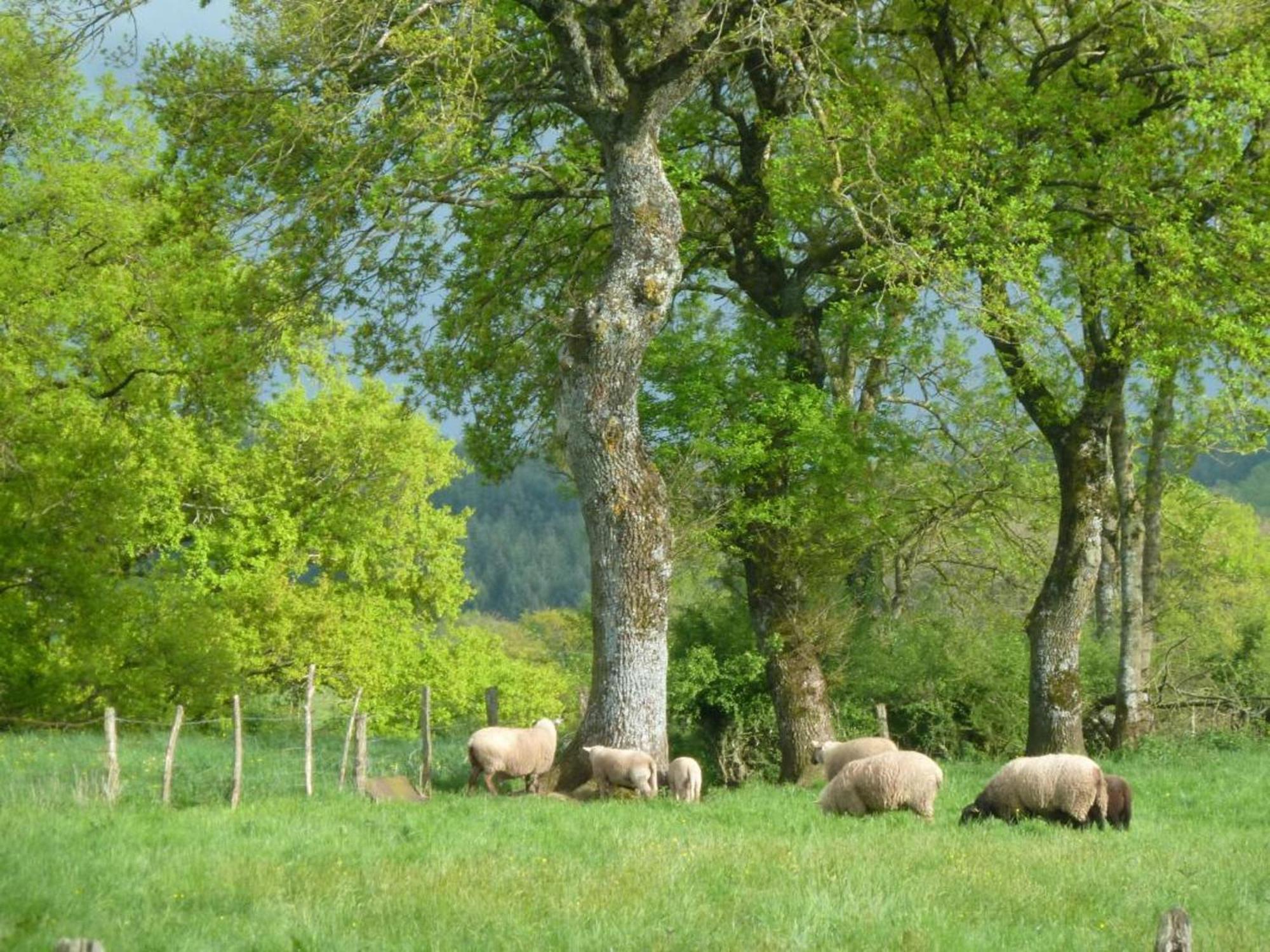 Villa Maison De Campagne Ideale Pour Familles, Cavaliers, Animaux Acceptes, Avec Jardin Clos Et Tout Equipe. - Fr-1-489-172 Barrais-Bussolles Exterior foto